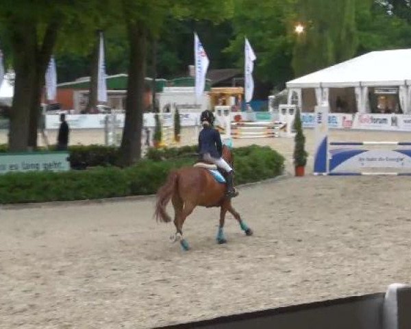 jumper Nero (German Riding Pony, 1994, from Nils)