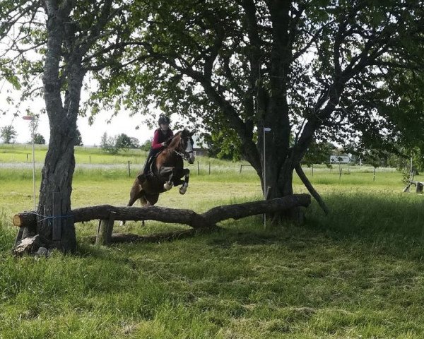 jumper Caf Oh So Lucky (German Riding Pony, 2000, from Nobeless)