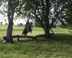 jumper Caf Oh So Lucky (German Riding Pony, 2000, from Nobeless)