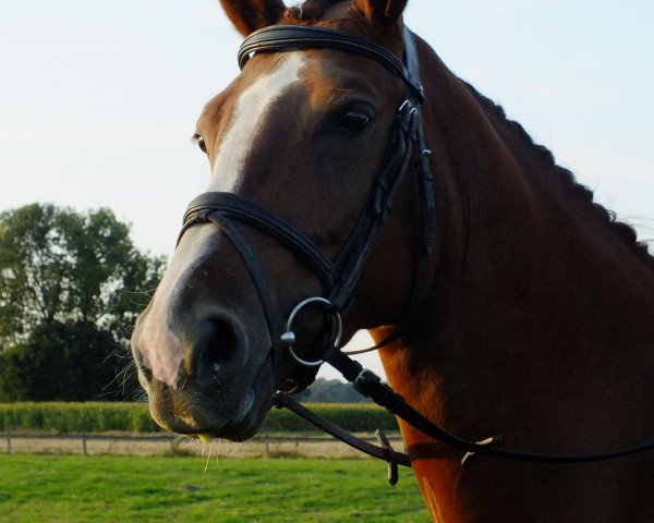 horse Flower Power S (Westphalian,  , from Fleury)