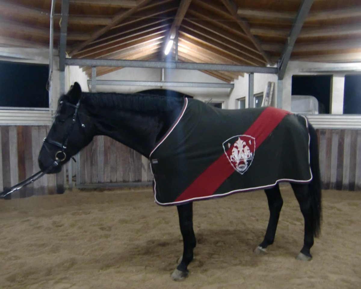 horse D'Artagnon (Hanoverian, 2006, from Don Primero)
