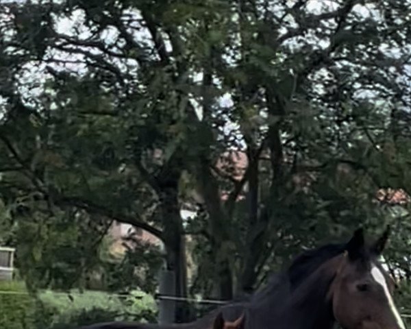 Pferd Acomiro (Hannoveraner, 2022, von Acomet)
