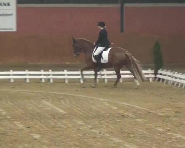dressage horse Three-Stars Victor (German Riding Pony, 2002, from Dream Valvet)