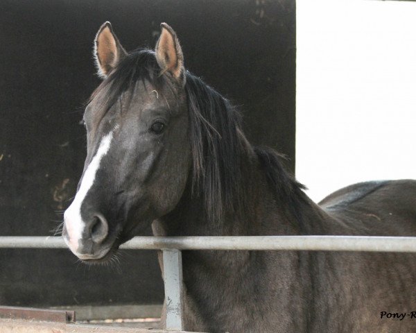 horse Djonny Royal J (German Riding Pony, 2010, from Danny Gold)
