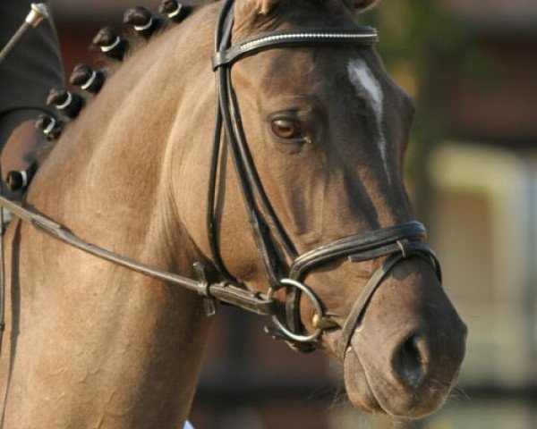 broodmare Djenny Royal (German Riding Pony, 2006, from Danny Gold)