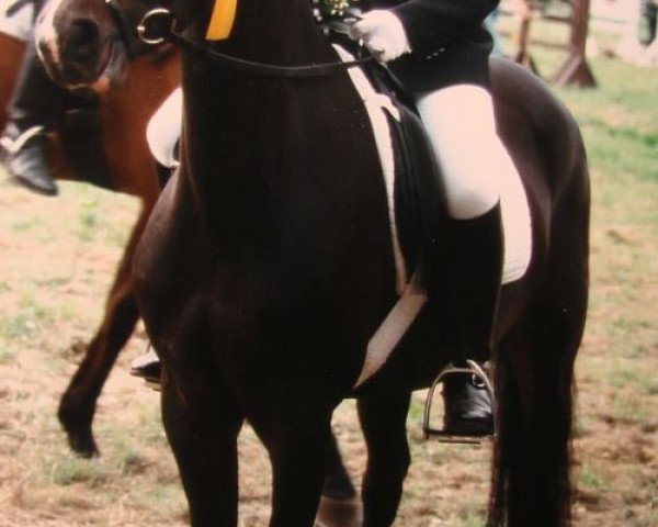 Zuchtstute Night Love (Deutsches Reitpony, 1993, von Night-Star I)