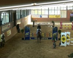 broodmare Quinara 23 (Holsteiner, 2006, from Quinar)