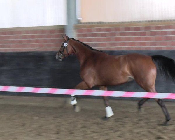 Stutenleistungsprüfung in Soest 2022