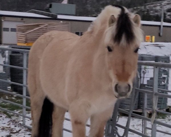 horse Nes Storm (Fjord Horse, 2010, from Heino N.2657)