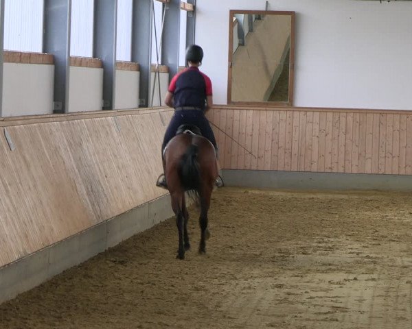 Stutenleistungsprüfung in Soest 2022
