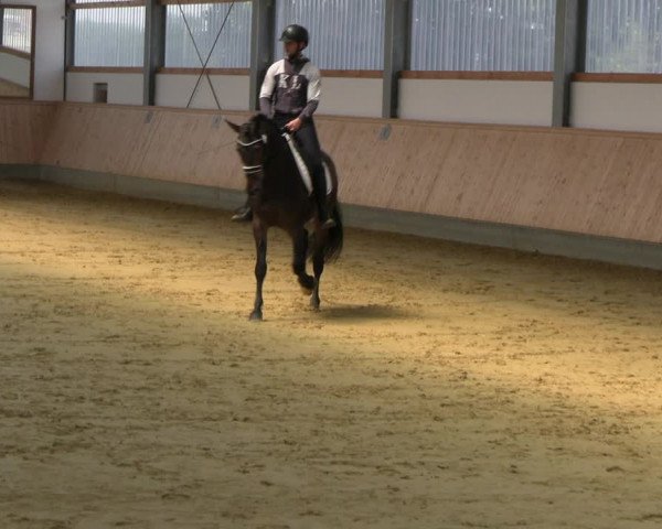 Stutenleistungsprüfung in Soest 2022
