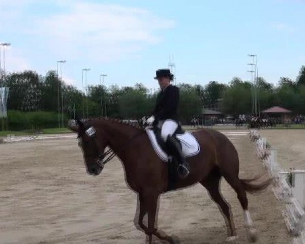 dressage horse Dajou (Hanoverian, 2003, from Davignon I)