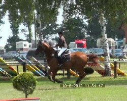 Cavallo da salto Weltweit E (Hannoveriano, 1999, di Weltmeyer)