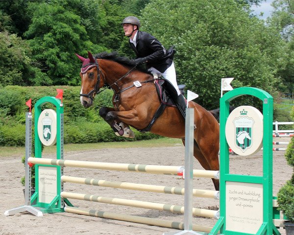 Springpferd Contendrus 5 (Oldenburger Springpferd, 2013, von Contendro I)