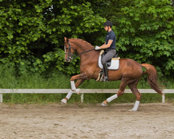 dressage horse Fürst Ferdinand Cs (Hanoverian, 2011, from Fürst Nymphenburg)