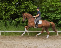 dressage horse Fürst Ferdinand Cs (Hanoverian, 2011, from Fürst Nymphenburg)