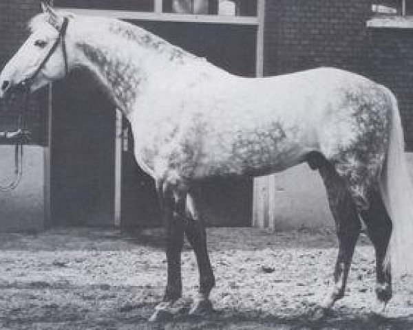 Deckhengst Mahmud (Holsteiner, 1967, von Marlon xx)