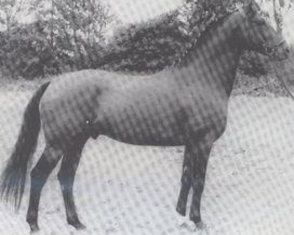 Deckhengst Atlas I (Holsteiner, 1958, von Anblick xx)