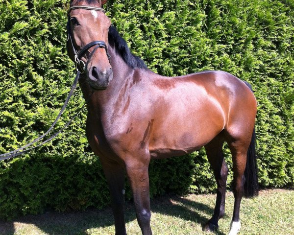 Springpferd Quadriga 22 (Oldenburger, 2006, von Quality 9)