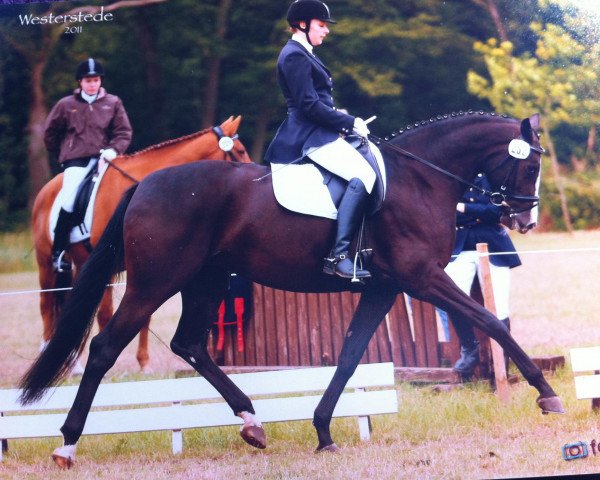 dressage horse SH Harmonie (Oldenburg, 2006, from Stedinger)