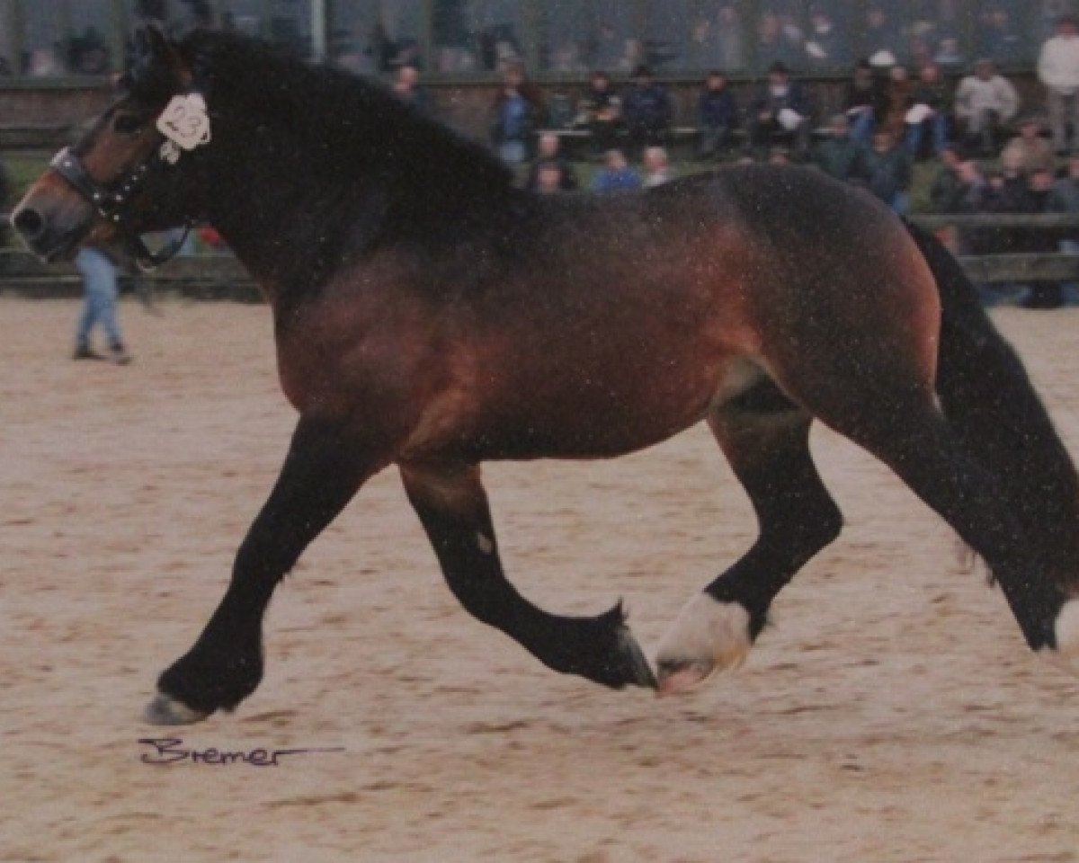 dressage horse Hermann (Rhenish-German Cold-Blood, 1997, from Herzbube III)