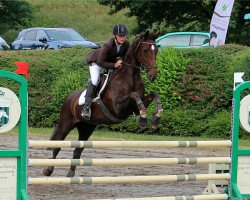 jumper Firestarter (Hanoverian, 2011, from Tannenhof's Fahrenheit)
