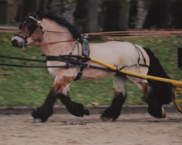 stallion Nerlinger RS (Rhenish-German Cold-Blood, 1995, from Novaro RS)