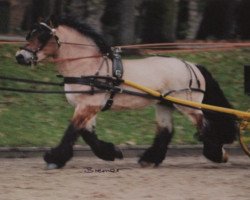 stallion Nerlinger RS (Rhenish-German Cold-Blood, 1995, from Novaro RS)