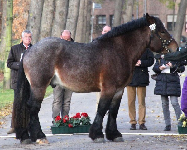 horse Magnus (Rhenish-German Cold-Blood, 2010, from Mattes)