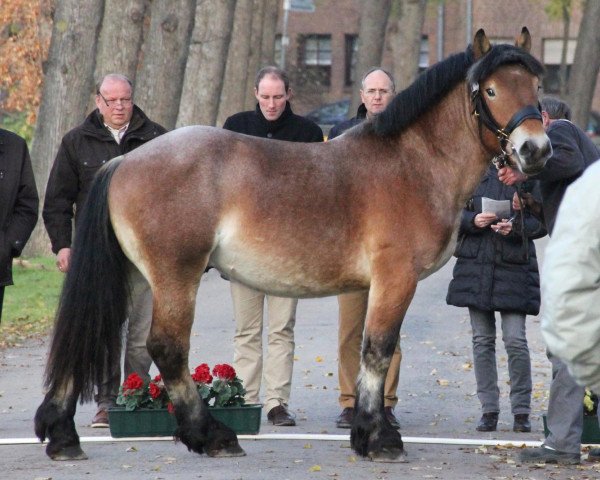 horse Nick (Rhenish-German Cold-Blood, 2010, from Nappes)