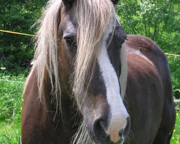 horse Ritter Männi (Black Forest Horse, 1990, from Retter)