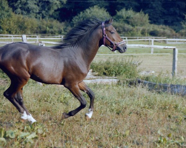 horse Pappilon (German Riding Pony, 2001, from Playboy)