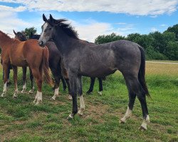 Pferd Cinderella (Holsteiner, 2021, von Casall Ask)