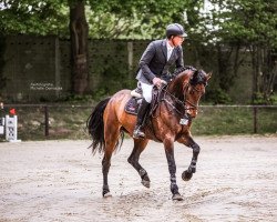 jumper No Limit Mb (Hanoverian, 2017, from Numero Uno)