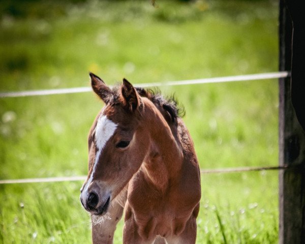horse Coscaro Royale L (German Riding Pony, 2022, from DSP Cosmo Royale)