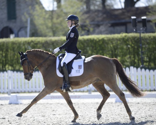 Dressurpferd Constantini (Deutsches Reitpony, 2009, von Constantin)