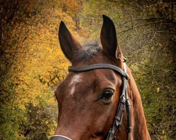 horse Asti (Bavarian, 2011, from Acasino B)