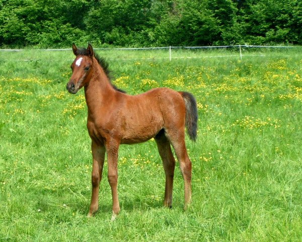 horse Pino San (Arabian purebred, 2008, from G-Padrons Best ox)