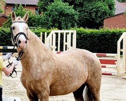 Dressurpferd Arvalon Golden Sian (Welsh-Cob (Sek. D), 2017, von AC Cream Boy)