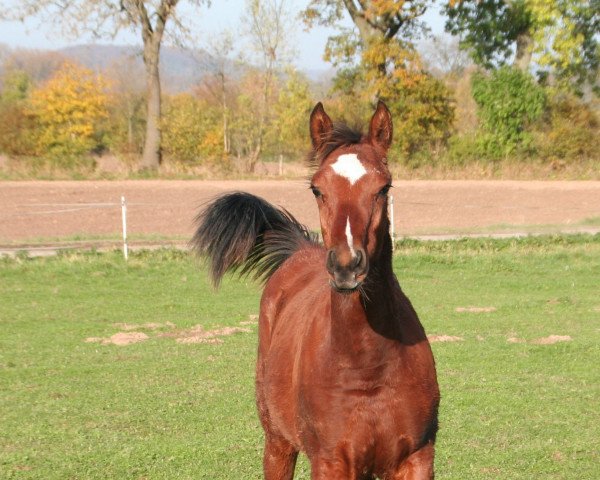 horse Allison Fast (Arab half breed / Partbred, 2014, from Co-Pilot)