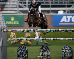 jumper Brighton (KWPN (Royal Dutch Sporthorse), 2006, from Contendro II)
