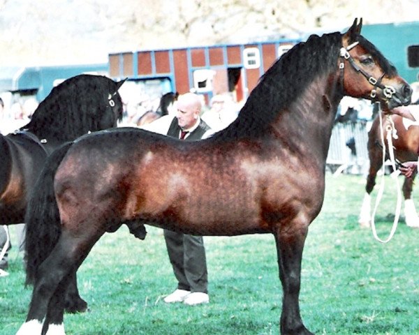Deckhengst Thorneyside The Jackpot (Welsh-Cob (Sek. D), 1998, von Thorneyside Flyer) Deckhengst Thorneyside The Jackpot (Welsh-Cob (Sek. D), 1998, von Thorneyside Flyer)