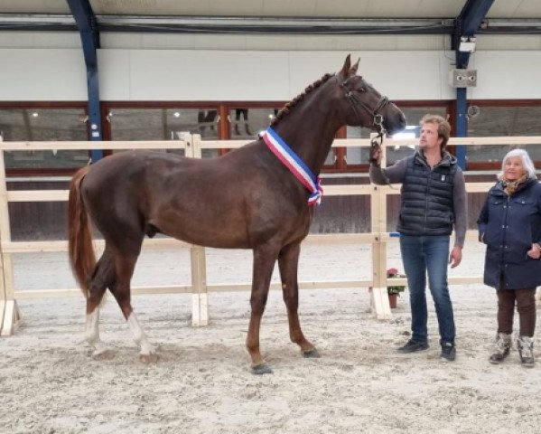 stallion Noureiev Biolley (Belgium Sporthorse, 2019, from Secret)