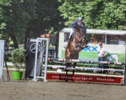 jumper Diablue 3 (Oldenburg show jumper, 2015, from Diatendro)