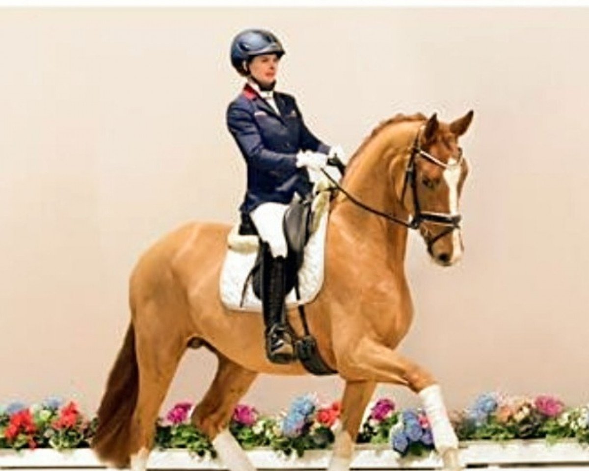 horse Altenklosterhof's Sandrocelli (Oldenburg, 2019, from Secret)