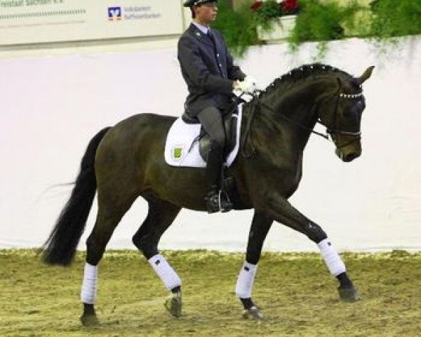 Deckhengst Diamond Ruby (Oldenburger, 2006, von Diamond Hit) Deckhengst Diamond Ruby (Oldenburger, 2006, von Diamond Hit)