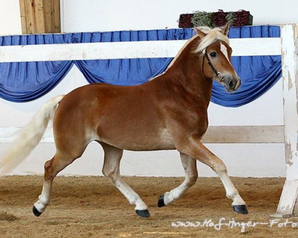 dressage horse New Orleans (3,125% ox) (Edelbluthaflinger, 2009, from Nordboee)