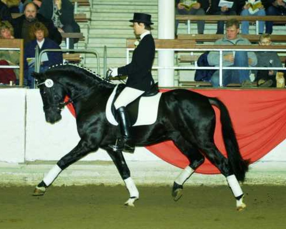 Deckhengst Piccolo (Deutsches Reitpony, 1998, von FS Pour l'Amour)