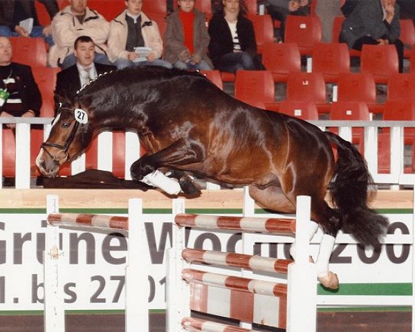 Pferd Calenberg's Polydor (Deutsches Reitpony, 2002, von Pink Floyd)