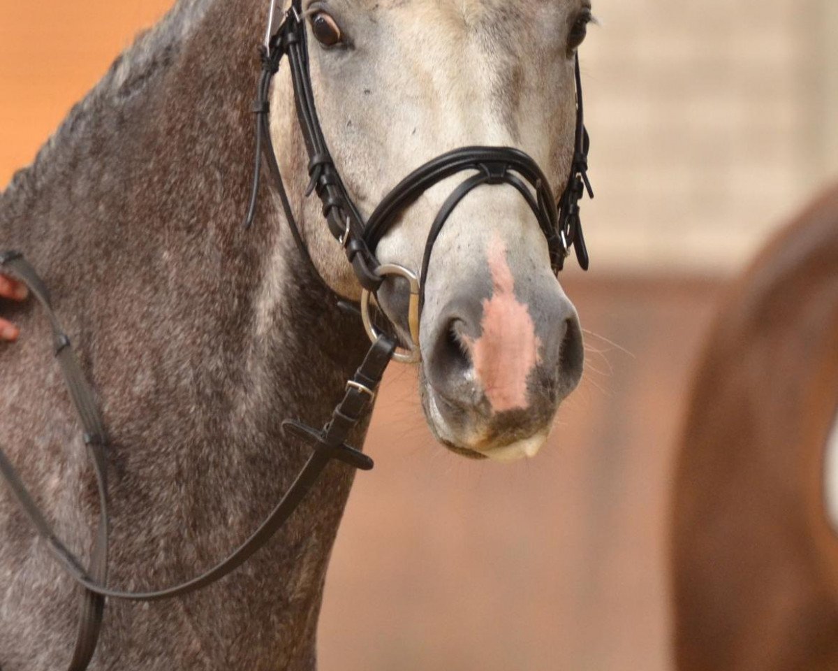 dressage horse Phearless (Westphalian, 2007, from Piano II)